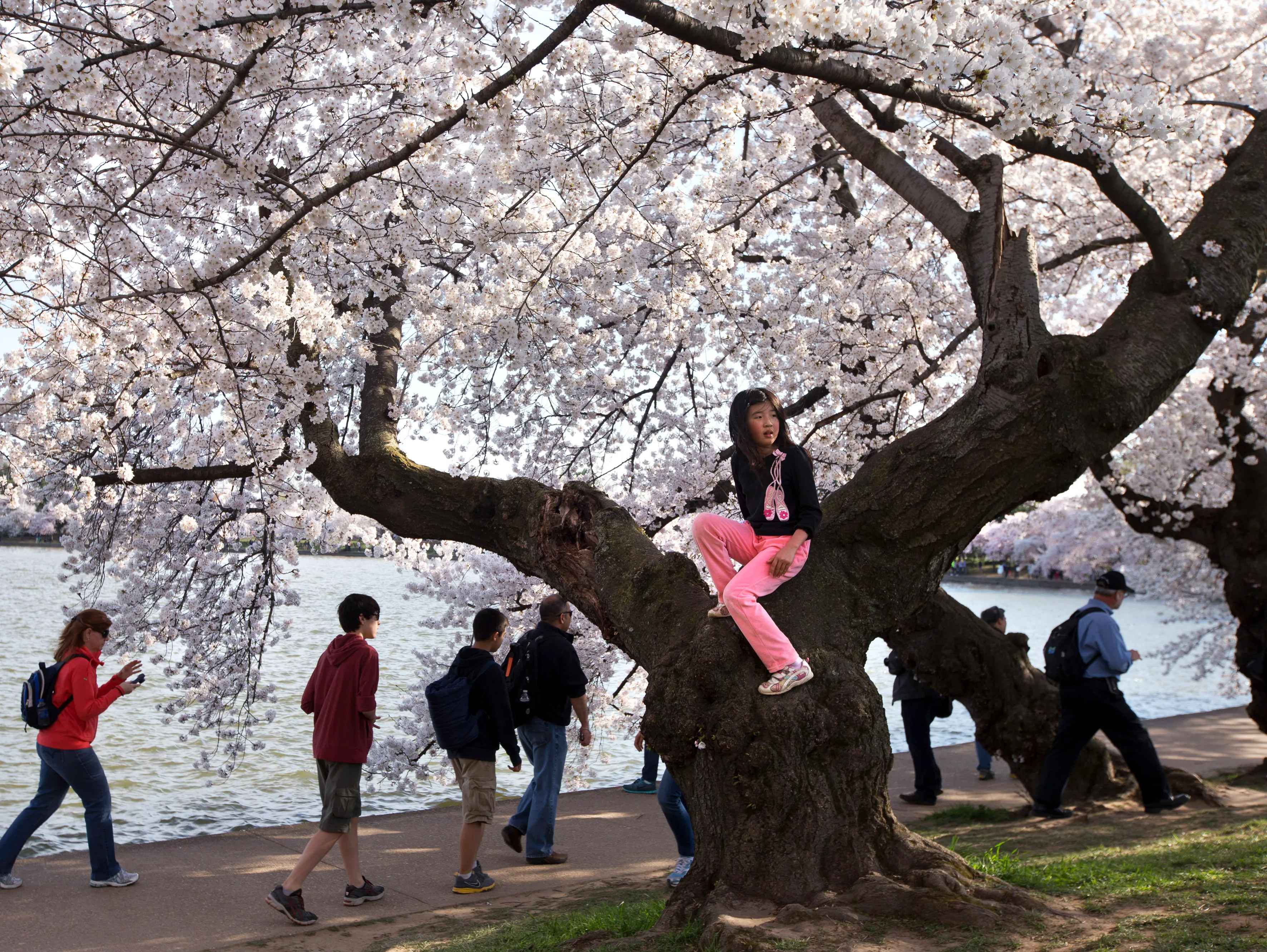 🌸 야마타카 진다이 자쿠라 이미지 4
